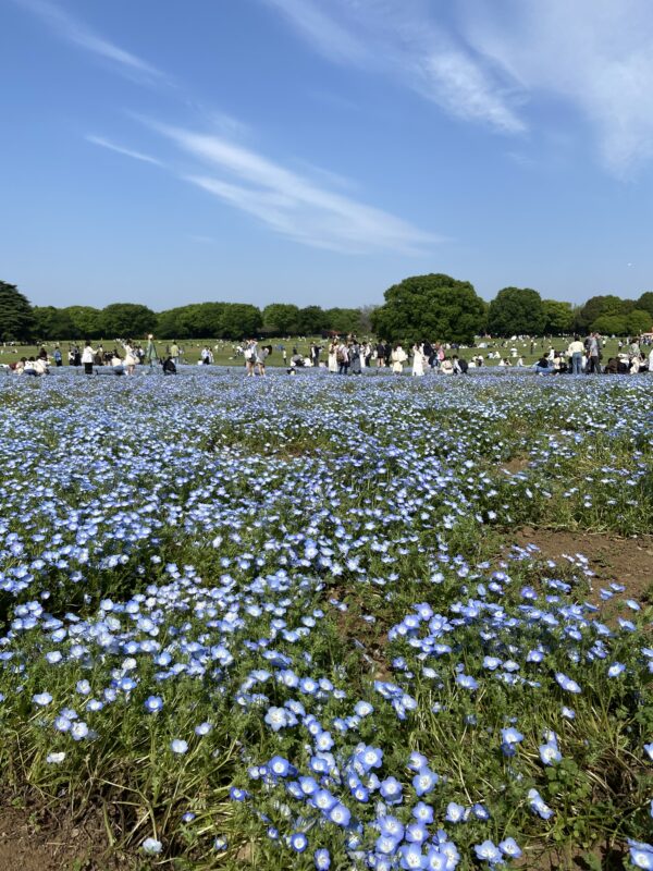 昭和記念公園のネモフィラ2025年
