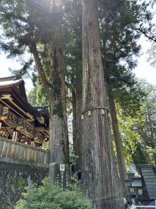 三峯神社のご神木